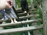 さらにいくと階段に。むむ、ベルは降りられるかしら。心配