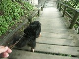 先頭をいくベル。「よ~し、上手に歩くなぁベル」